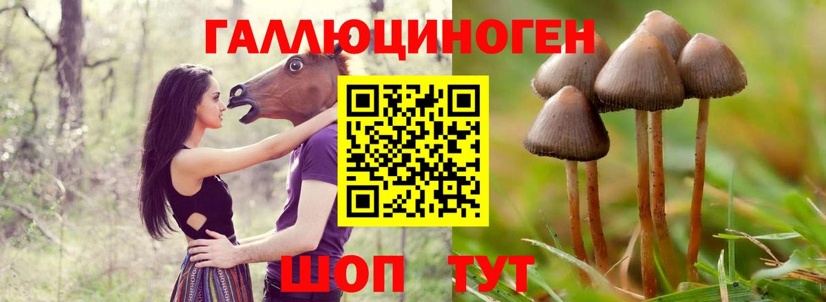 Галлюциногенные грибы прущие грибы Ачхой-Мартан